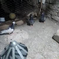 جوجه