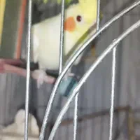 عروس هلندی نروماده بایک ماده جم|پرنده|جم, |دیوار