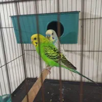 جفت مرغ عشق