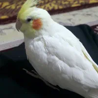 عروس هلندی گم شده