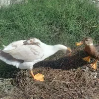 غاز و اردک محلی|حیوانات مزرعه|محمودآباد, |دیوار