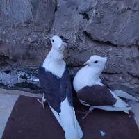 کفتر دوکت