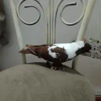 کبوتر ککیلی صید شده امروز سیور جوان نر