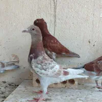 کفتر صید جوجه