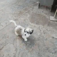 سگ شیتزو|سگ|سبزوار, هویزه|دیوار