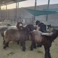 بره بذری بختیاری