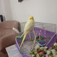 عروس هلندی