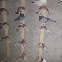 کبوتر|پرنده|سراوان, |دیوار