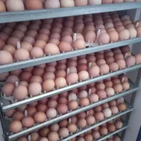 دستگاه جوجه کشی دماوند