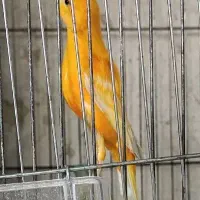 قناری نر مست