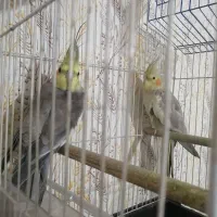 عروس هلندی جفت با قفس|پرنده|آزادشهر, |دیوار