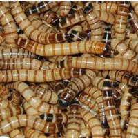 سوپر ورم زنده ،میلورم خشک، سوسک مولد میلورم