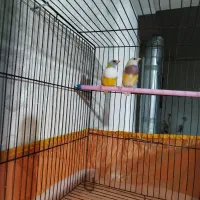 فنچ گلدین|پرنده|قرچک, باقرآباد|دیوار