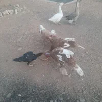 ۴ تا بوقلمون بوربور|حیوانات مزرعه|بیستون, |دیوار