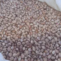 لوبیا لوبیا چیتی
