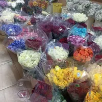 پخش عمده گل رز هلندی|گل و گیاه طبیعی|مشهد, هنرستان|دیوار