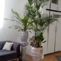 اریکا بسیار بزرگ وسرسبز|گل و گیاه طبیعی|مشهد, منزل آباد|دیوار