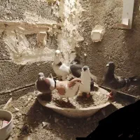 9عدد‌کفتر‌پرشی‌‌