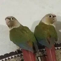 طوطی گرینچیک|پرنده|الوند, |دیوار