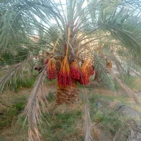 فروش انواع پاچوش ونخل کامل درخت خرما...