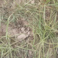 زمین اجاره دیم 4هکتار|فروش دفتر صنعتی، کشاورزی، تجاری|صادق آباد, |دیوار