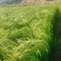 برنج|خوردنی و آشامیدنی|منجیل, |دیوار