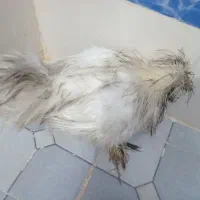 خروس سرحال|حیوانات مزرعه|اهواز, کیانشهر|دیوار