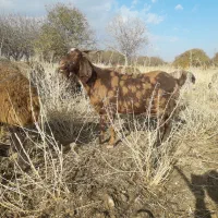 تی بز ماده چاق چاق واسه سر بریدن و داشتی|حیوانات مزرعه|نهاوند, |دیوار