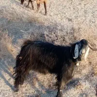 بز نر میش بره