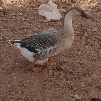 غاز ماده آفریقایی