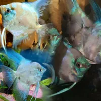 تترا کاستا پیکتوس رینبو دارف