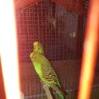 مرغ عشق مولد هرسری شش عدد جوجه می زنند .دره شهر