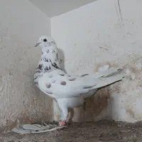 کبوتر|پرنده|مینودشت, |دیوار