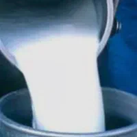 شیر گاو سیمینتال