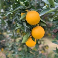 پرتقال نارنگی ژاپنی محلی|خوردنی و آشامیدنی|ساری, |دیوار