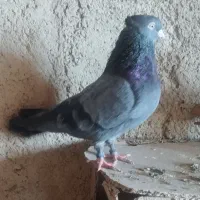 کبوتر سبز آبادنی،سینه زرد