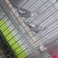 عروس هلندی نرو ماده ب فروش میرسد|پرنده|نسیمشهر, |دیوار