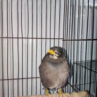 مینا نر فروشی|پرنده|فردیس, شهرک ارم|دیوار