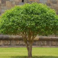 درختچه مصنوعی