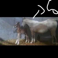 اسب نریون کرد|اسب و تجهیزات اسب‌سواری|قم, امامزاده ابراهیم|دیوار