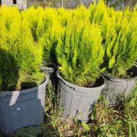 فروش یاس هلندی و کامیس زعفرانی|گل و گیاه طبیعی|خرمآباد (تنکابن), |دیوار