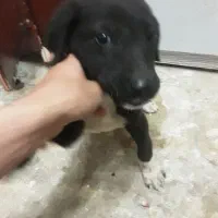 سگ نر|سگ|قوچان, |دیوار