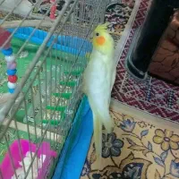 عروس هلندی 8ماهه دستی|پرنده|خوانسار, |دیوار