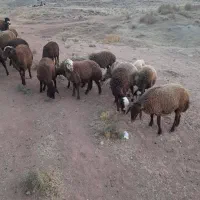 ۳۸تا بره در حد شیشک|حیوانات مزرعه|کوهدشت, |دیوار