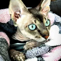 گربه اسفینکس نر