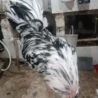 ۲عددخروس گلین اصل فول کفیت براق|حیوانات مزرعه|جوانرود, |دیوار