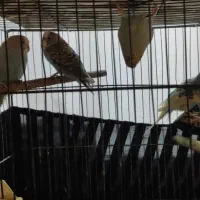 6 عدد مرغ عشق مولد فوری|پرنده|ری, شهرک نظامی|دیوار