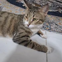 واگذاری گربه
