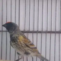 سهره گلبسر قناری