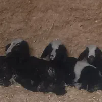 سه عدد بره شیری دوقلو دو نریه ماده ب فروش میرسد